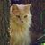 P.j. Repult's profile image