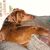 Judy Brennan's profile image