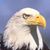 Sandy Livesay's profile image