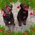 Debi Marano's profile image