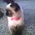 Rosemary Libby's profile image