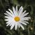 Michele Wolf's profile image
