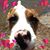 Amy Collins Lewis's profile image