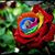 Lisa McCubrey Taylor's profile image