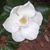 Angela Sartain Hinds's profile image
