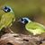 Alice Dosher's profile image