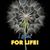 Shirley Bosse's profile image