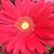Charity Dupuy's profile image