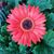 Becky McBay's profile image