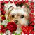 Tammi Davis Knuebel Kowatch's profile image