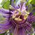 Joel Nevis Y Flores's profile image