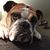 Debbie Dinardo's profile image