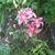 Fleur- Fritzi's profile image