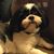 Adnan Medvic's profile image