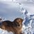 Susie Verdinek's profile image