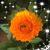 Jane Davidson Lax's profile image