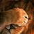Robin Palmiter's profile image