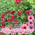 Cheryl Haskell's profile image