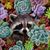 Sognia Cameron's profile image