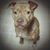Sandi Williams's profile image