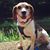 Sue Herrington's profile image
