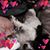 Nancy Andersen Hawkins's profile image