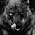 Ricardo Mosso's profile image