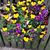 Phyllis Mahoney's profile image