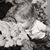 Sarah Slagerman Bode's profile image
