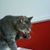 Diane Boguslaw's profile image
