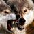 Mike Morrison's profile image