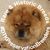 Sheree Chan's profile image