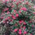 Cindy Crawford's profile image