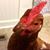 Tommy Conga's profile image