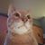 Tracy Van Wie's profile image