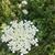 Dana Drewyer Werner's profile image