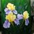 Vicki Bailey-Hutton's profile image