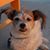 Eva Antonietti's profile image