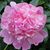 Cynthia Hass's profile image