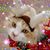 Sandy Tellman's profile image