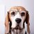 Bluume Vets's profile image