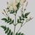 Muneeza Hirkic's profile image