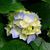 Cheryl Schuster's profile image