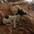 Sharon Schneider Pinkosky's profile image
