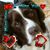Sumitra Smith's profile image