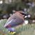 Heather Ball's profile image