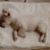Carrie Britton Botto's profile image