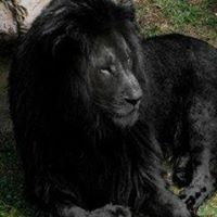 Komak Lowe's profile image