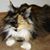 Annette Sincavage's profile image
