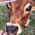 Sherman Galla's profile image